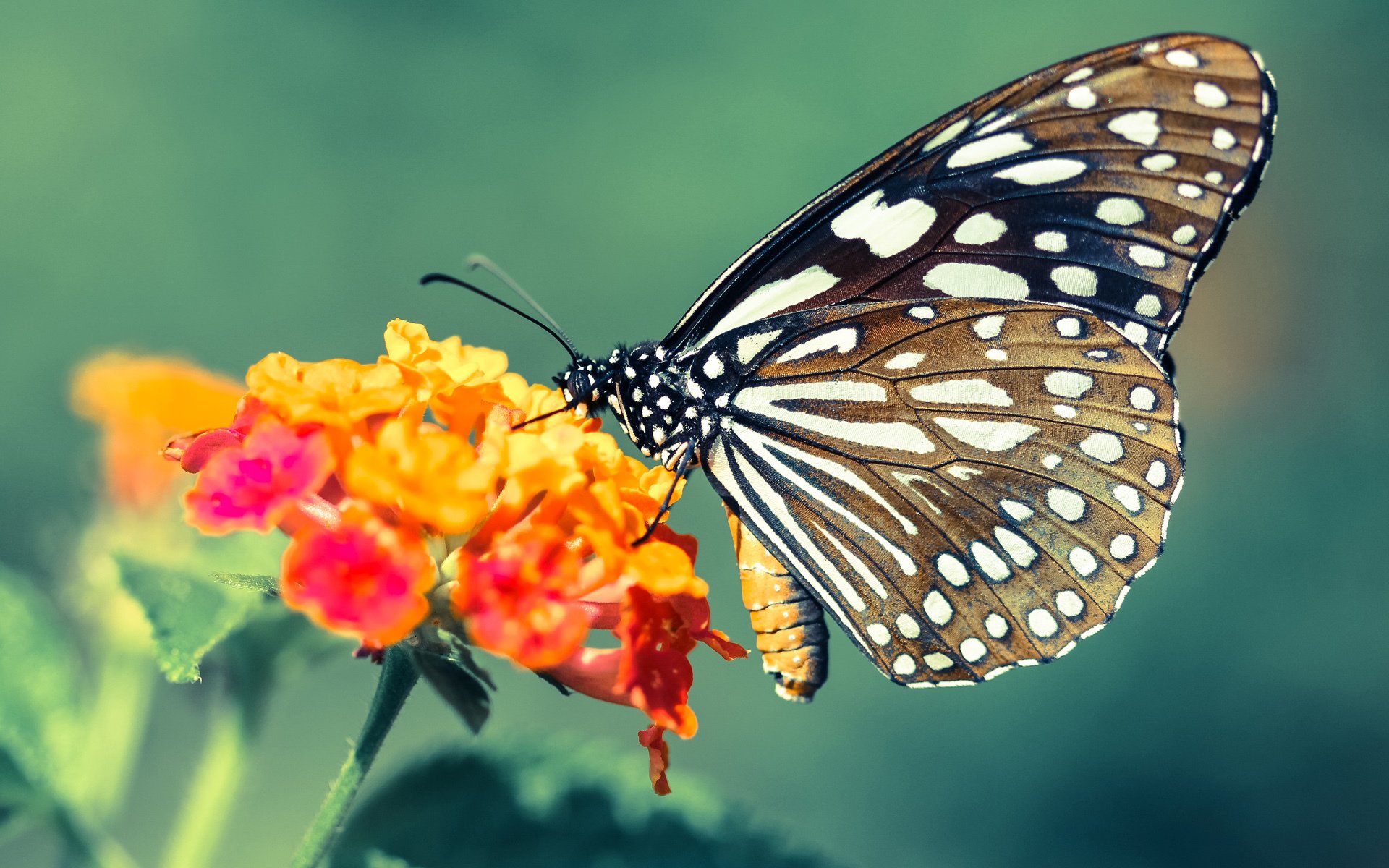 看到您的要求,这是一次精彩的足球话题创作。两个关键词分别指向个体巨星的高光与团队战术的胜利,将它们融合,能写出一篇富有层次感的深度评述