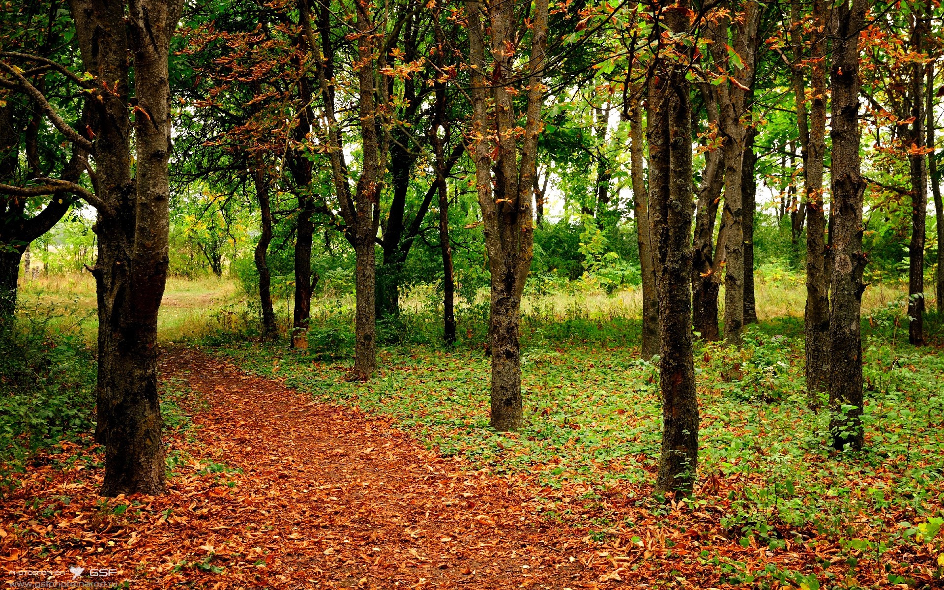 东亚智慧与德国心脏,日本中场节奏艺术与京多安的意甲统治力