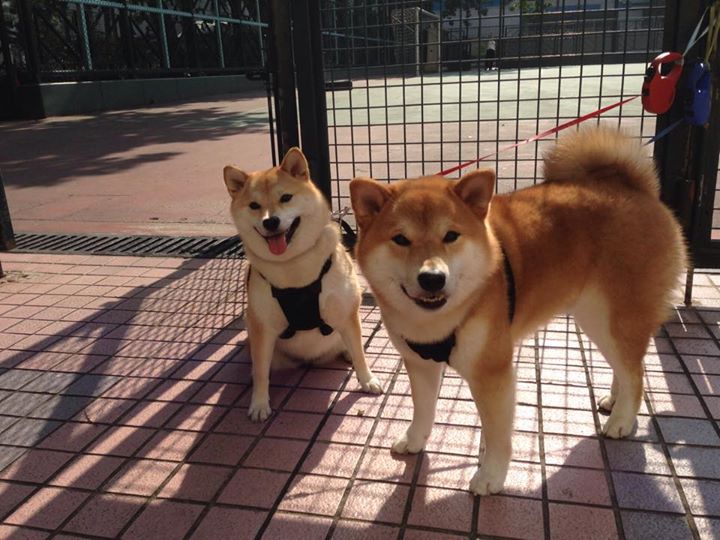 烈焰熔炉与精密手术刀，德罗赞的无解之夜与黄蜂的体系胜出