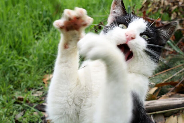 平行宇宙对决，NBA季后赛焦点战，火箭狂胜浙江队的背后隐喻