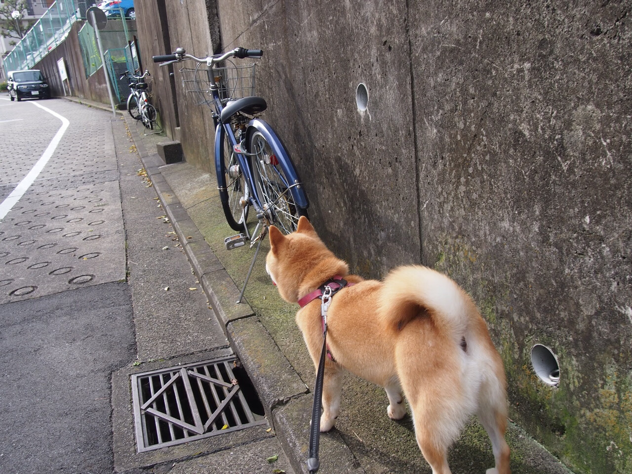从看客到主角,坎特在美加墨之夜的地心引力