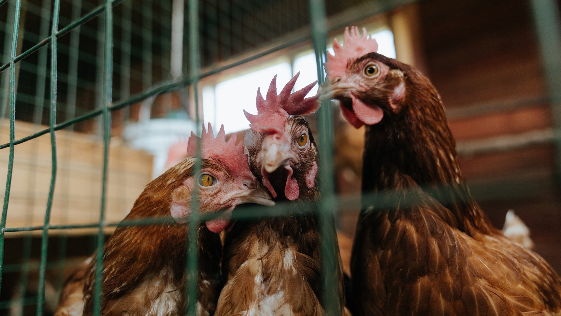 火箭火力全开欧冠式压制森林狼，莫兰特半决赛接管绿茵战场？