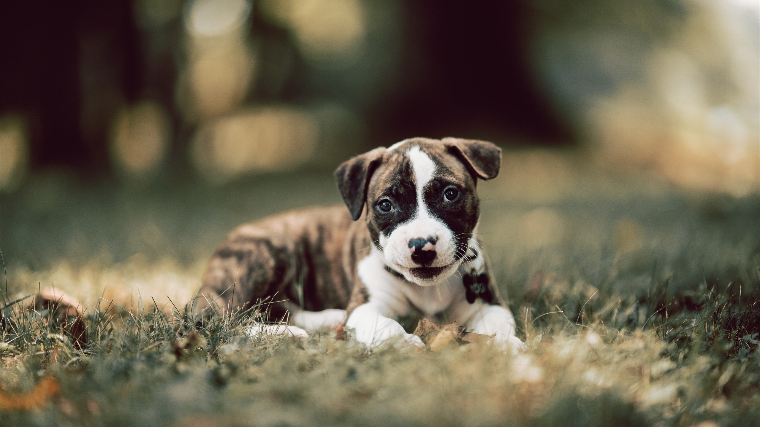 谜局,当国米带走塞内加尔,凯恩如何逆袭成核心