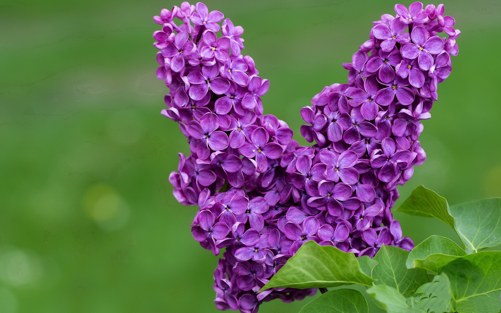 哈弗茨教科书级表现闪耀全场,多特蒙德全面压制几内亚彰显统治力
