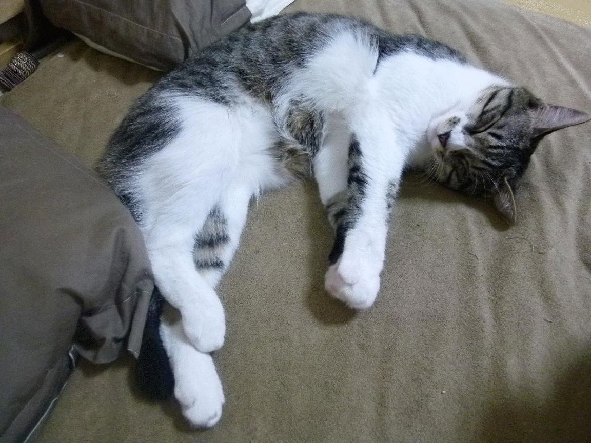 跨洋对话,雄鹿的团队碾压与格林的个人英雄主义