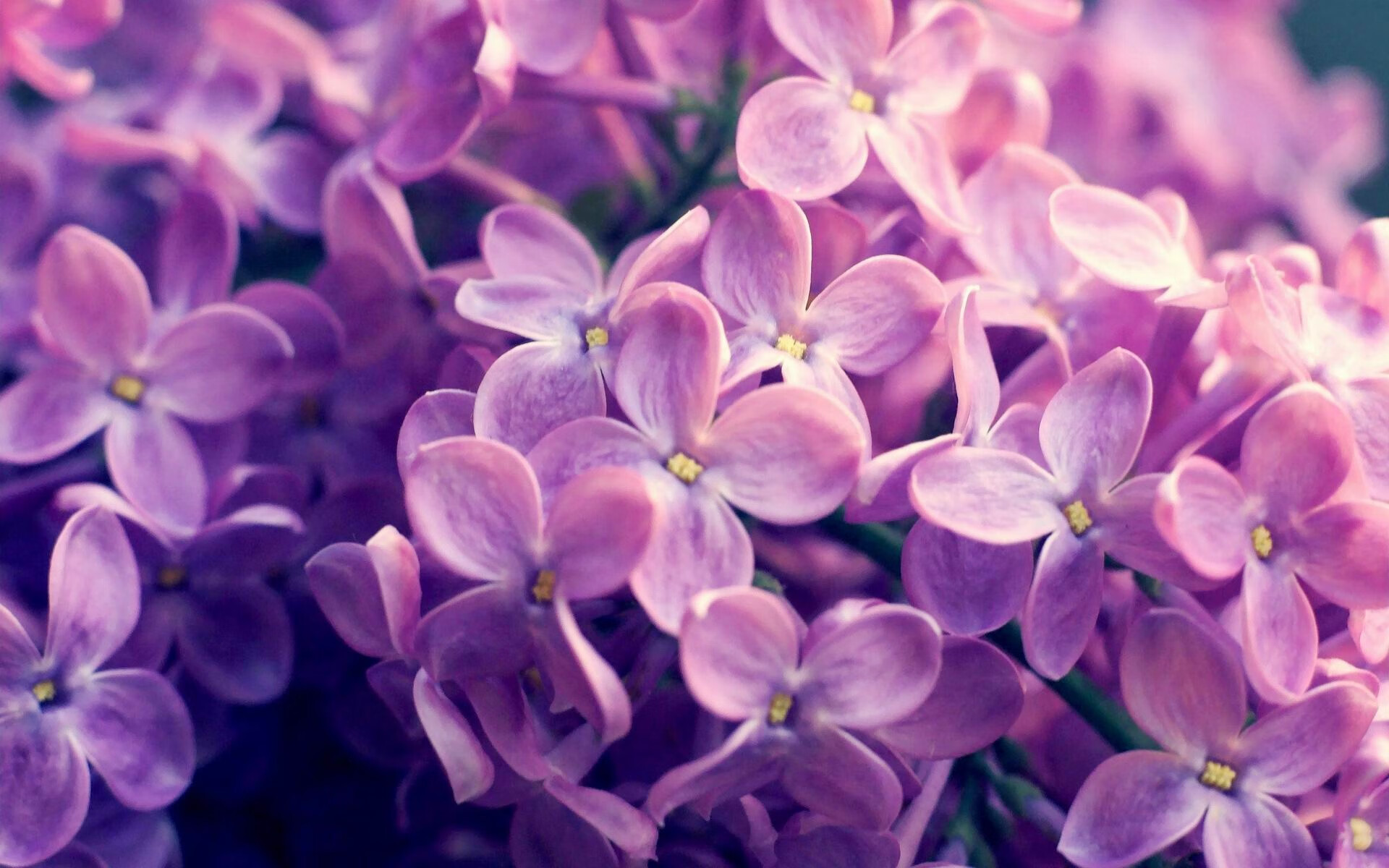 北岸花园的钢铁洪流，绿军碾碎活塞，德罗赞冷血一击熄灭反扑星火