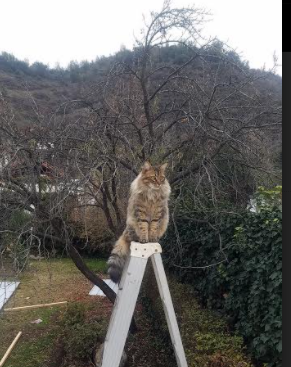 唯一无争议之星,文班亚马领衔步行者踏平深圳队