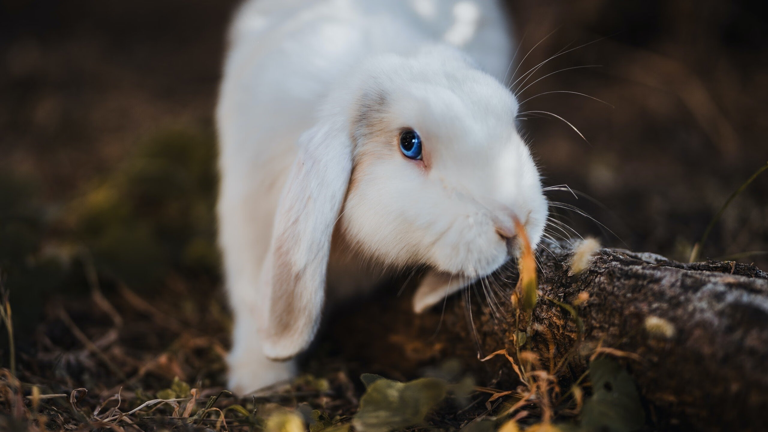 篮球场的马赛之夜，当总决赛重演足球史诗