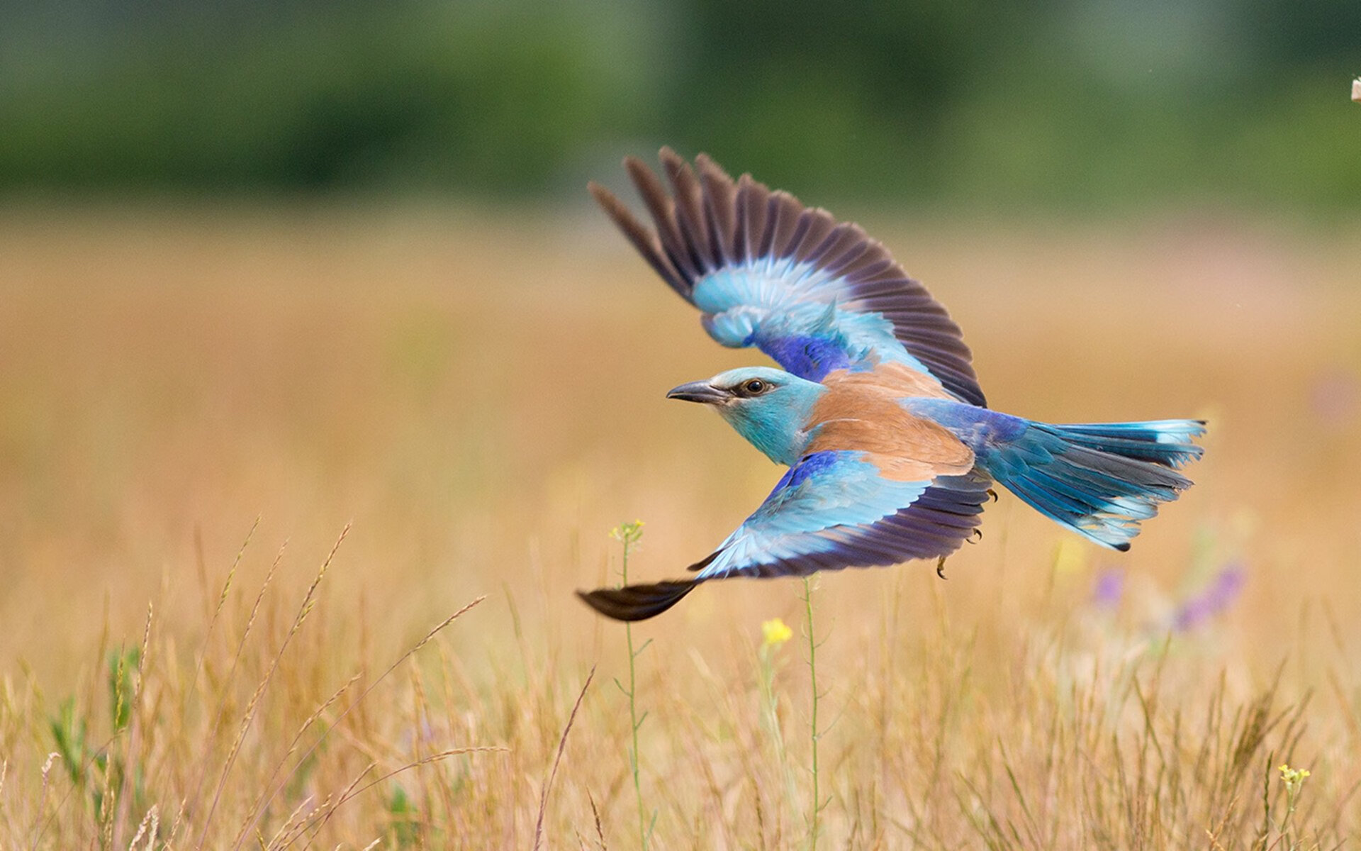 关键先生詹姆斯力挽狂澜，热火险胜黄蜂延续连胜