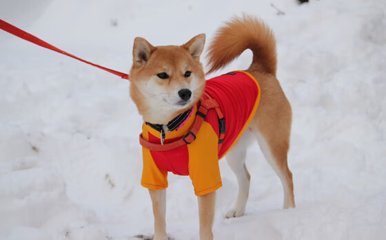 赛博格之舞，当萨内于存在主义之夜涂抹排名废墟