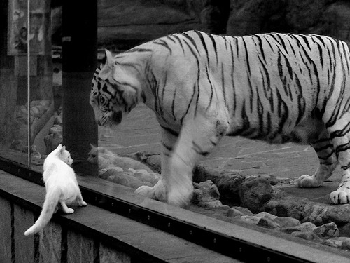 恩比德领军点燃麦迪逊，尼克斯生死战险胜奇才