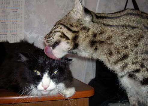 格林火星四溅，辽宁一板一眼击退吉林