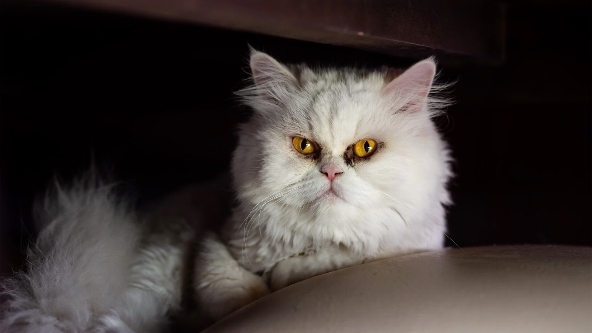 寒冰刺客！范弗利特末节狂飙撕碎费城，吉林队冷出风格