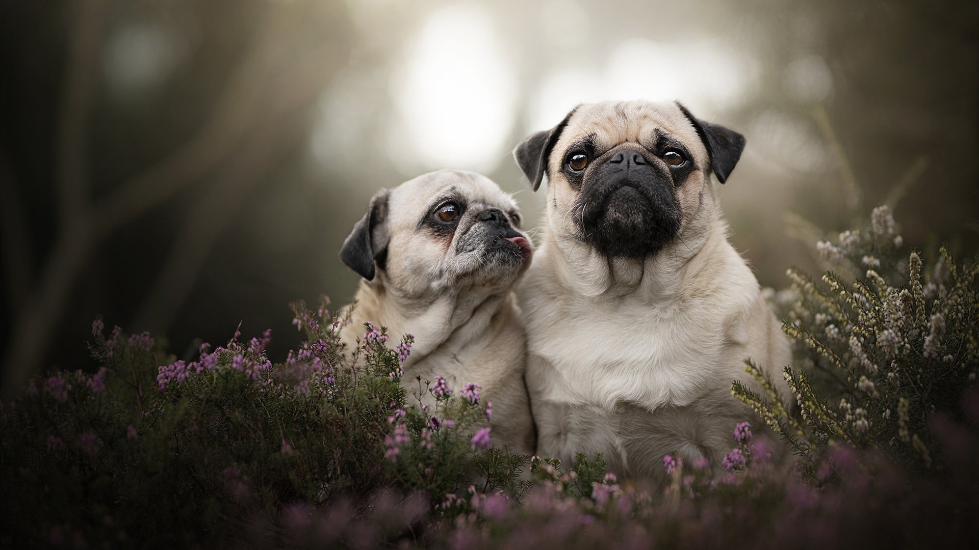 唯一奇才速胜爵士之夜，切特·霍姆格伦在世界排名争夺战中接管比赛